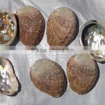 Abalone shell