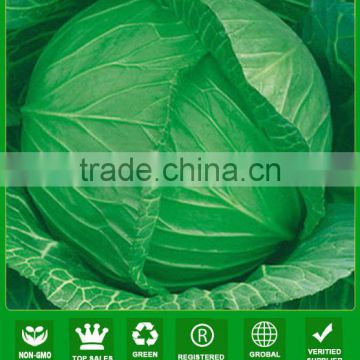 AC041 Maoji 60 days maturity heat resistant cabbage hybrid seeds