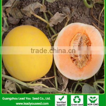 SM23 Hongyu f1 hybrid high sugar content sweet melon seeds, hybrid melon seeds