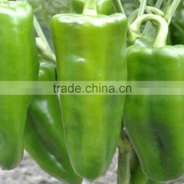2016Top Level and Cheap Price Super Big Fruit F1 Hybrid Good Adaptability Green Pepper Seeds photo-2