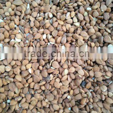 High Quality 5340 Pixels Almond Sorting Machine photo-5