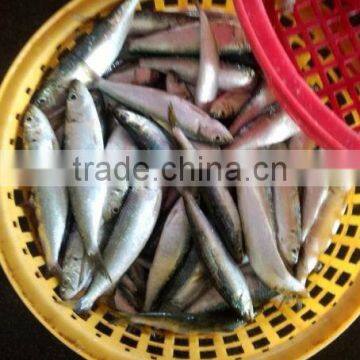 iran fish frozen mackerel