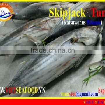 W/R FROZEN SKIPJACK TUNA