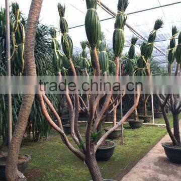 Draceana Draco photo-2