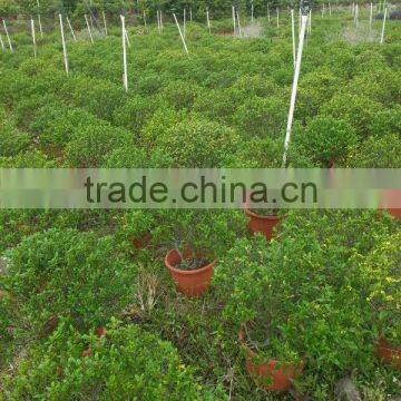 Zanthoxylum Odorum Flavor Shrub Tree