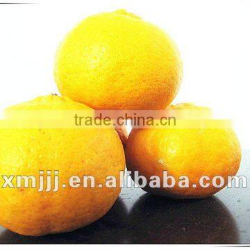 new harvested yongchun fresh mandarin orange