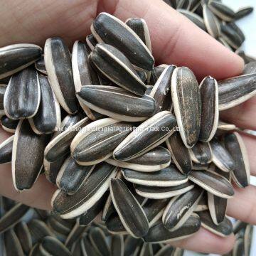 new crop sunflower seed  of type 363