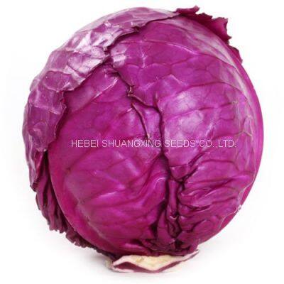 Heat Resistant f1 Hybrid Cabbage Seeds photo-2