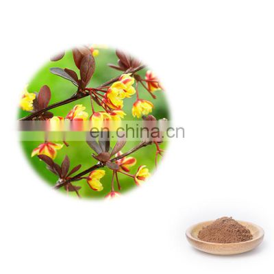 100% Natural Barberry Extract Powder for Health Care Supplement Damnacanthus Indicus