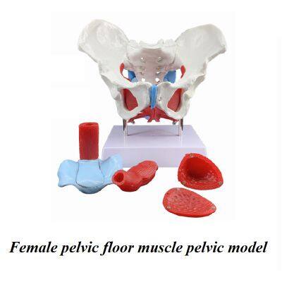 Human Anatomical Model Medical Training Model Skeletal Model photo-4