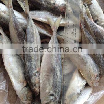 Frozen Horse Mackerel photo-1
