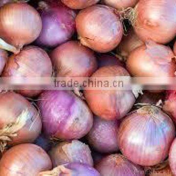 Fresh onions