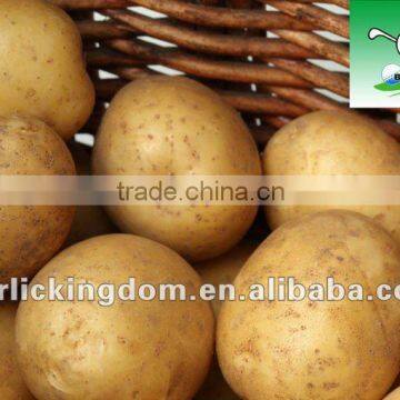 Potato---"underground apple"