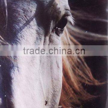 Horse Oil Paintings HR57