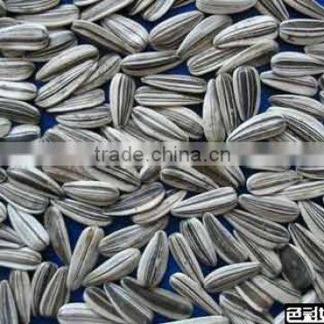 sunflower seeds for oil