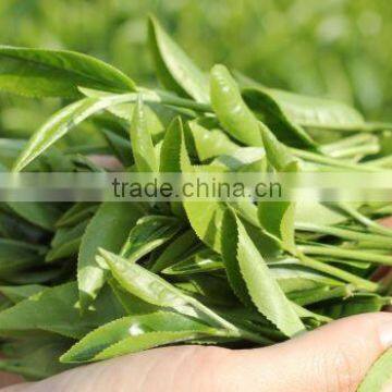 High Quality From Teaparis Vietnam Green Tea Super Pekoe photo-6