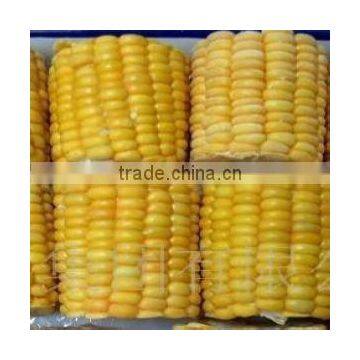 Led Corn Cob