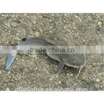 Xiamen catfish farming catfish for sale