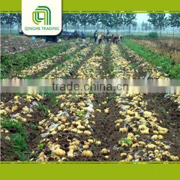 Farm Agra Potato