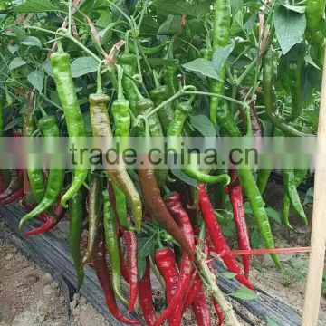 Hybrid Chinese vegetable pepper seeds Chili Seeds for growing-706