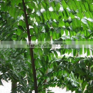 Wholesale Outdoor Decrotive Landscaping Ornamental Palm Caryota Urens L