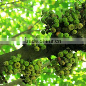 Natural Plants Ficus Auriculata