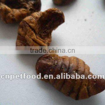 Dried Silkworm Pupa Natural Reptile Food