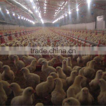 Poultry Farm Design Layout Automatic Broiler Feeding System Agricultural Equipment for Chicken House/Shed/Coop/Hangar/Barn