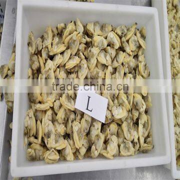 Frozen Variegated Clam Cheap Pirce For Sale