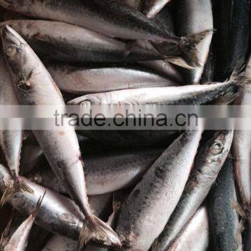Frozen Pacific Mackerel photo-2