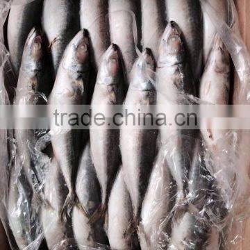 AAA QAULITY Frozen PACIFIC Mackerel photo-6
