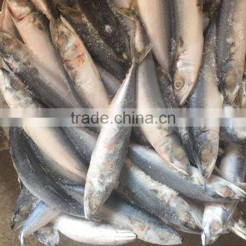 Land Frozen 80-150g Pacific Mackerel photo-4