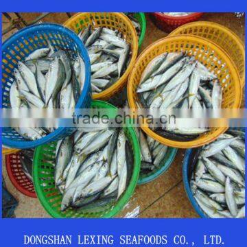 WR Frozen Pacific Mackerel Fish