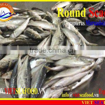 FROZEN W/R ROUND SCAD photo-6