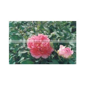 Herbaceous Peony Plant Root Chun Hong Jiao Yan