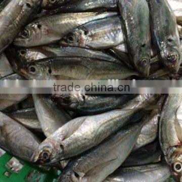 China Landing Frozen Horse Mackerel With Size 70 - 90 / Pcs photo-2