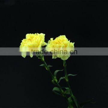 Special Liberty hot style carnation flower