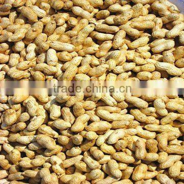 Shandong new crop roasted peanuts in shell