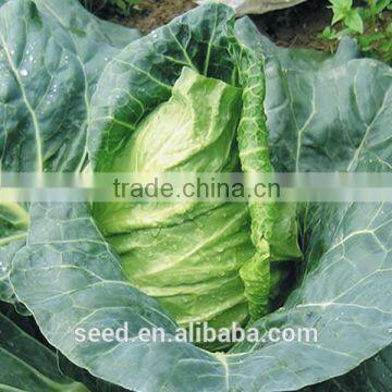 new hybrid cabbage seeds SXG No.1