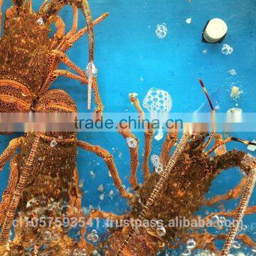 Live Spiny Rock Lobster photo-2