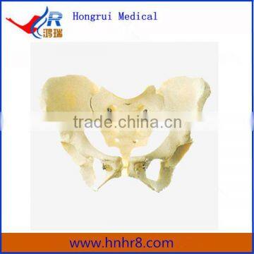 Hot Sale Female Pelvis Skeleton Model Price