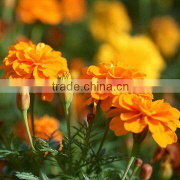 Marigold Extract Lutein Natural Food Pigment