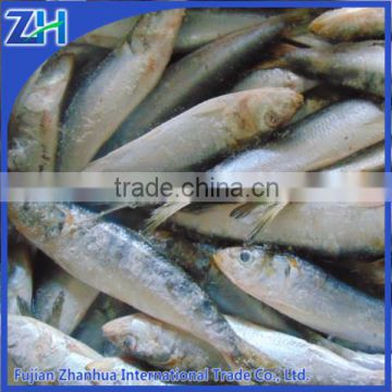 types of fish seafood whole round sardines wholesale companies