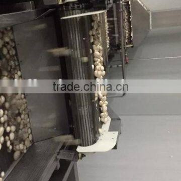 Wholesale Frozen Champignon Mushroom