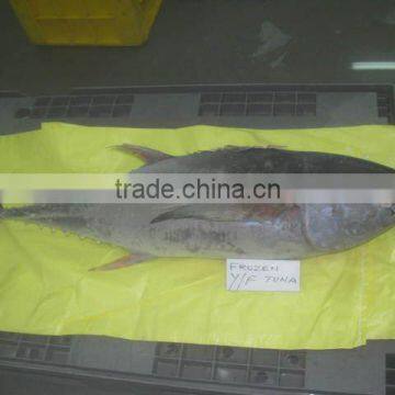 20KG UP FROZEN YELLOW FIN TUNA WHOLE/GILLED AND GUTTED