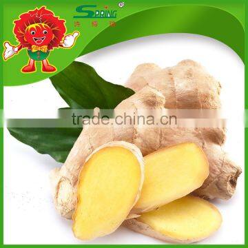 Supply FRESH GINGER Chinese Fresh Ginger photo-2