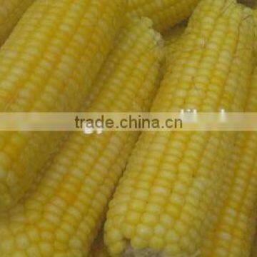 fresh corn