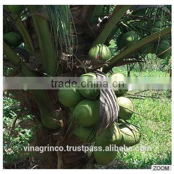 Vietnam Fresh Young Coconut