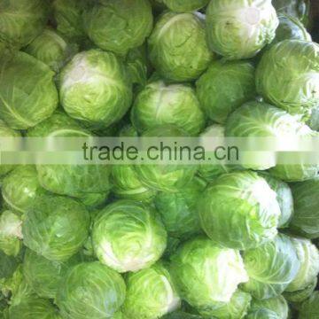 Beijing Green Cabbage