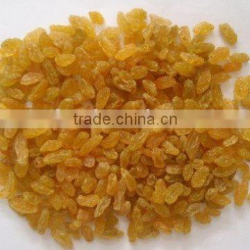 Dried Golden Raisin